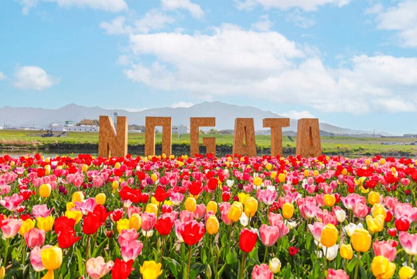 【博多発】平成筑豊鉄道へ乗車!直方チューリップ畑と隠れた山桜の名所 益軒桜街道1,400本の枝垂れ桜の並木道 日帰り1